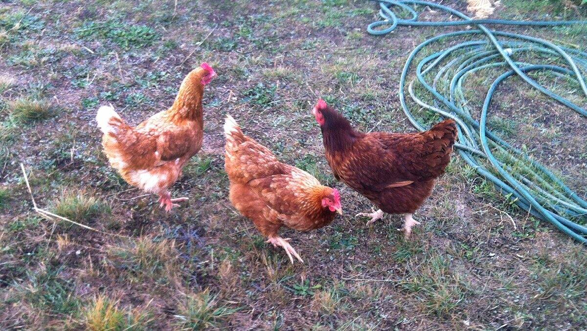 Rod Case's chooks Burke, Wills and the old mother hen enjoy quieter times. 