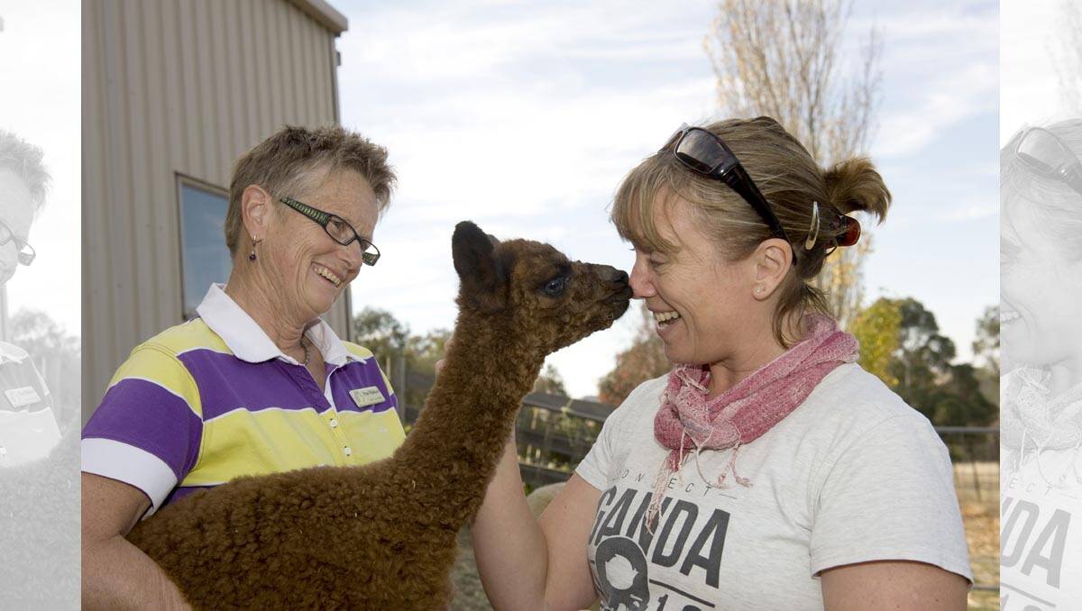 Milduck stud's Prue Walduck, left, holding a two-week-old alpaca with Fiona Schroeder, visiting from Junortoun. Picture: JULIE HOUGH