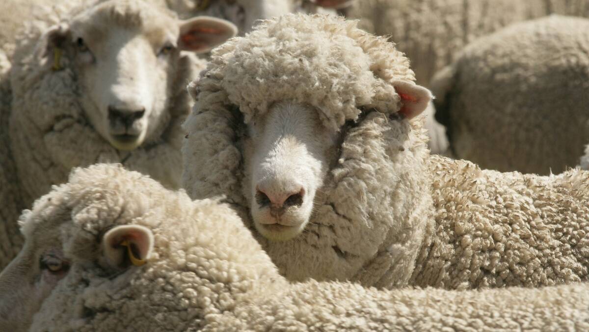 More than 6000 sheep were reported stolen last financial year. Picture: File