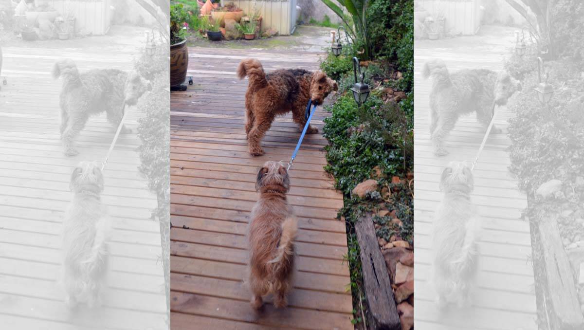 Tilly takes Basil for a walk. Picture: Brendan McCarthy