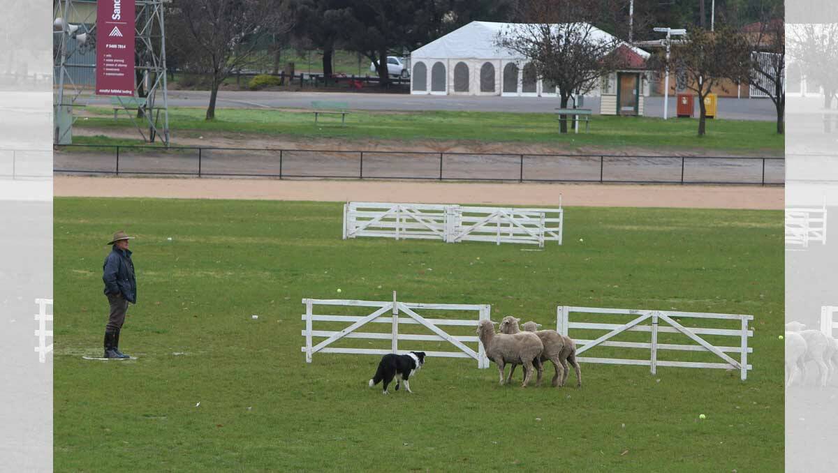  Colin Reid from Glenrowan with dog Buddy in the novice class. Picture: Peter Weaving