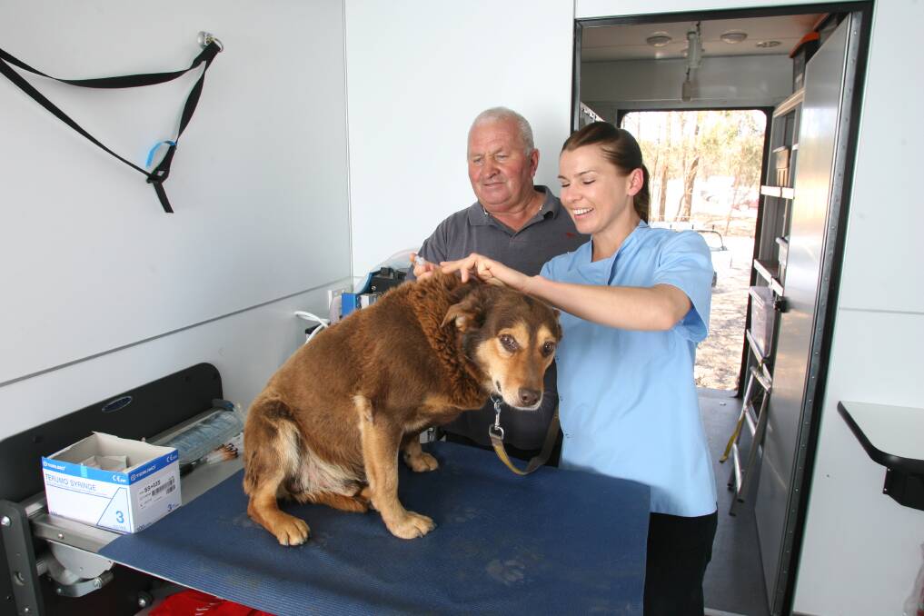 BRAVE: Dusty receives his vaccination from RSPCA veterinarian Annie Round. Picture: PETER WEAVING