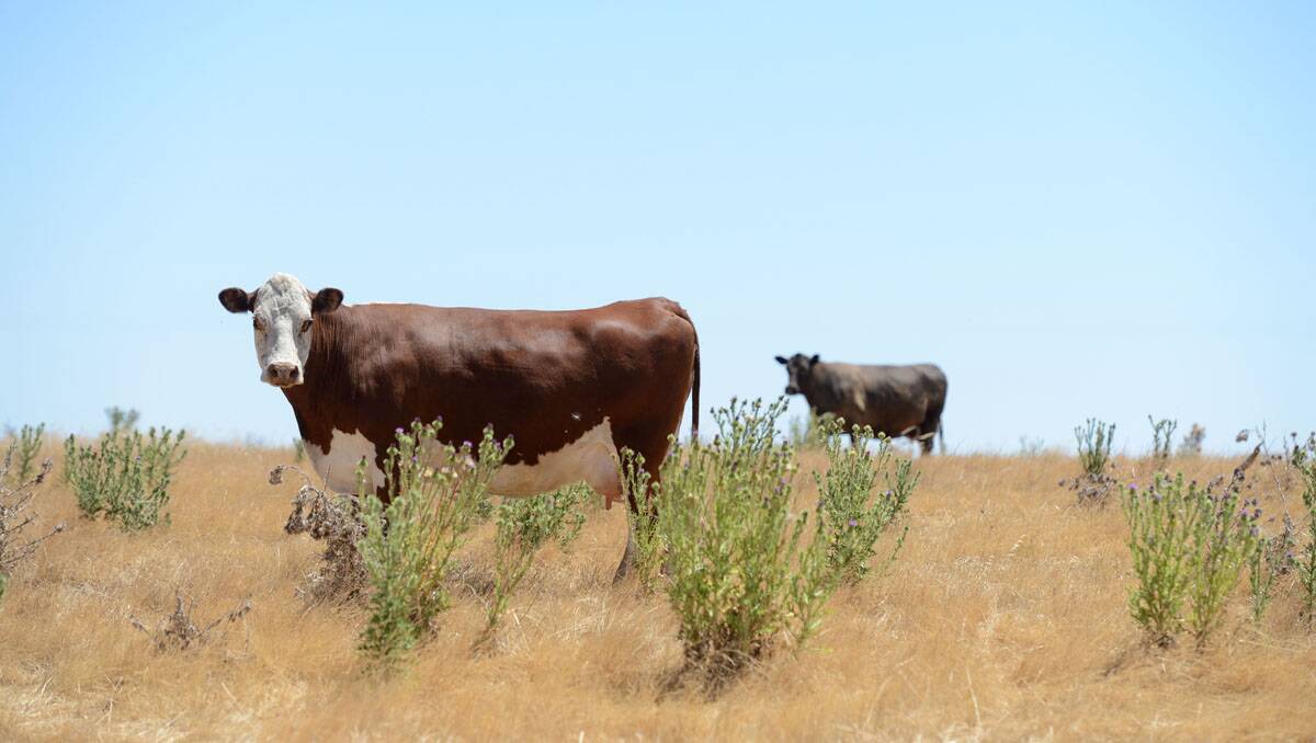 Cows on the Stuart farm in Serpentine. Picture: Jim Aldersey