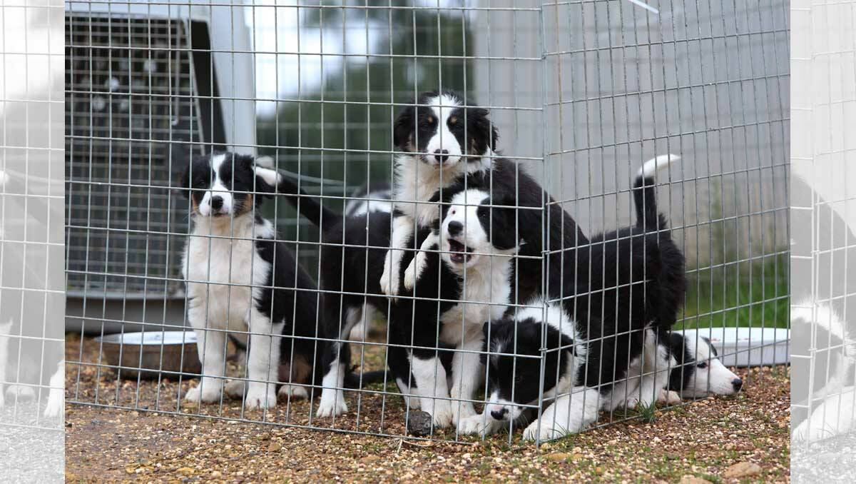 Nine-week-old pups for sale. Picture: Peter Weaving