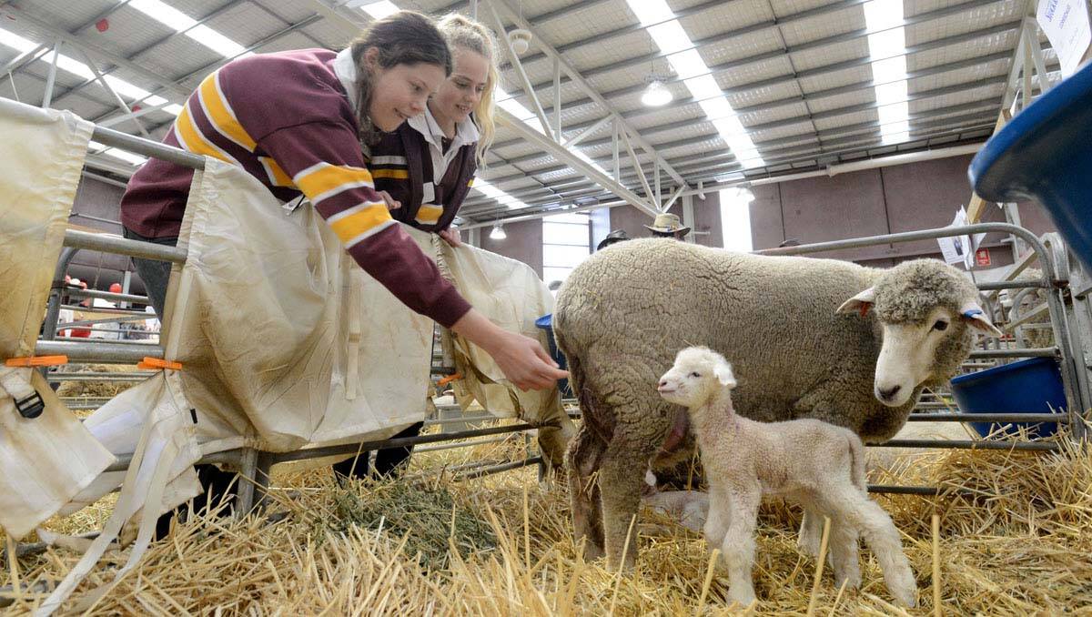 Louise Lane, 15, and Olivia Zuidema, 12, watch two lambs that were born at the Australian Sheep and Wool Show.  Picture: Jodie Donnellan