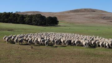 Sheep and beef farmers are encouraged to book early bird tickets for the BestLamb/ BestWool and BetterBeef conferences in June. Picture by Barry Murphy 