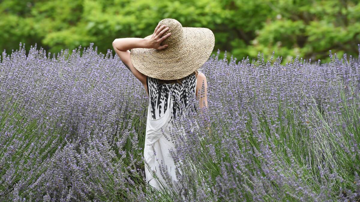 The decades-old lavender in bloom at the farm in 2017. Picture by Kate Healy