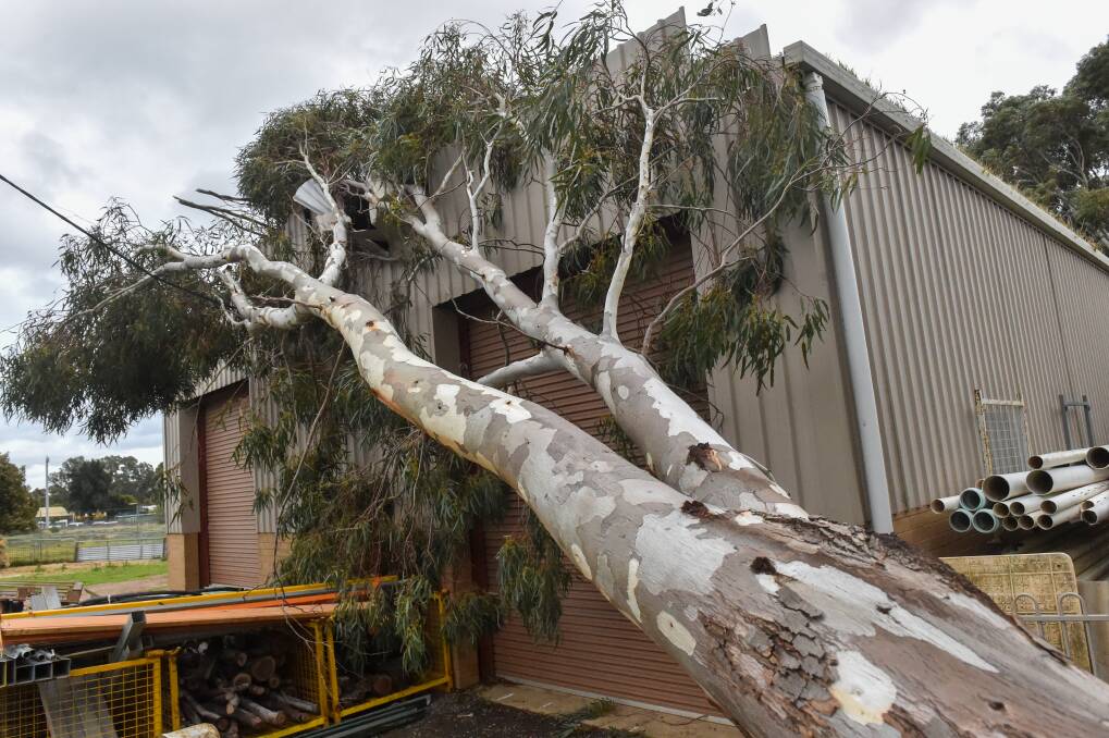 Tree down in Heinz Street, White Hills following wild storms on Wednesday night. Picture: DARREN HOWE