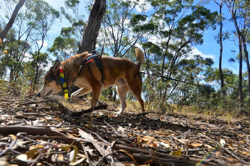  For first time, the search would also include specialist human remains dog, Boof. Picture: DARREN HOWE