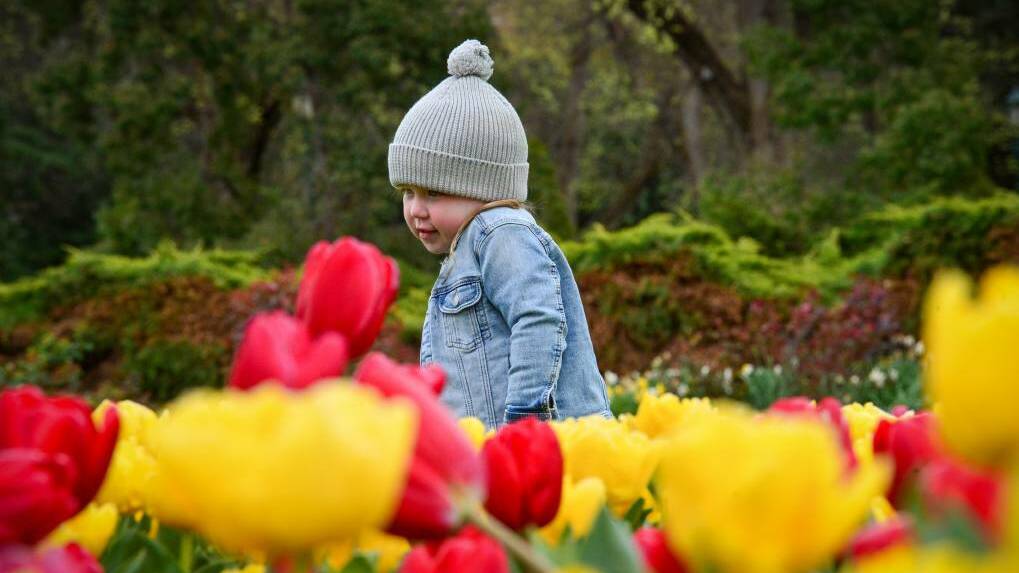 Harper Griffin tiptoes through the Bendigo tulips. Picture: DARRN HOWE