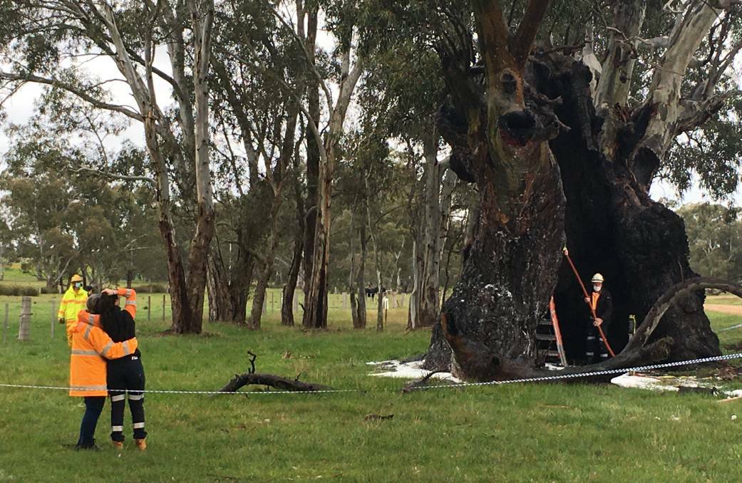 Karen Greenwood comforts Macaylah Johnson as CFA and Parks Victoria staff clear the tree. Picture: Caleb Cluff