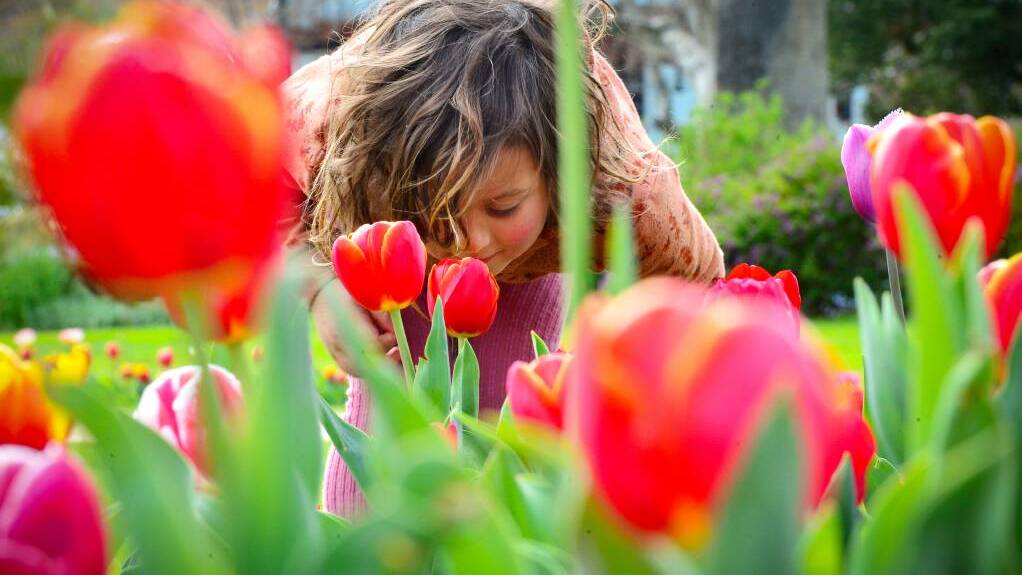 Neesha Just stops to smell the tulips in Bendigo during the city's Tulip festival. Picture: DARREN HOWE