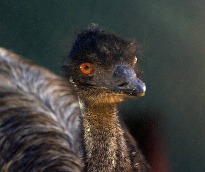 Buloke Shire Council has released its Mount Wycheproof Emu Management Plan for feedback. Picture: LAURA SCOTT