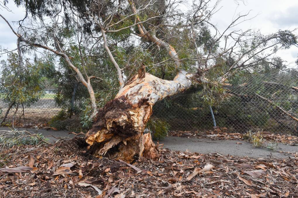 Tree down in Axdale after storm in June. Picture: DARREN HOWE
