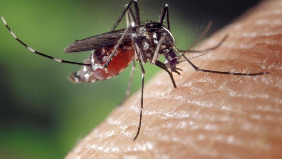 Six in hospital with Japanese encephalitis as health officials warn northern Victorians to stay alert