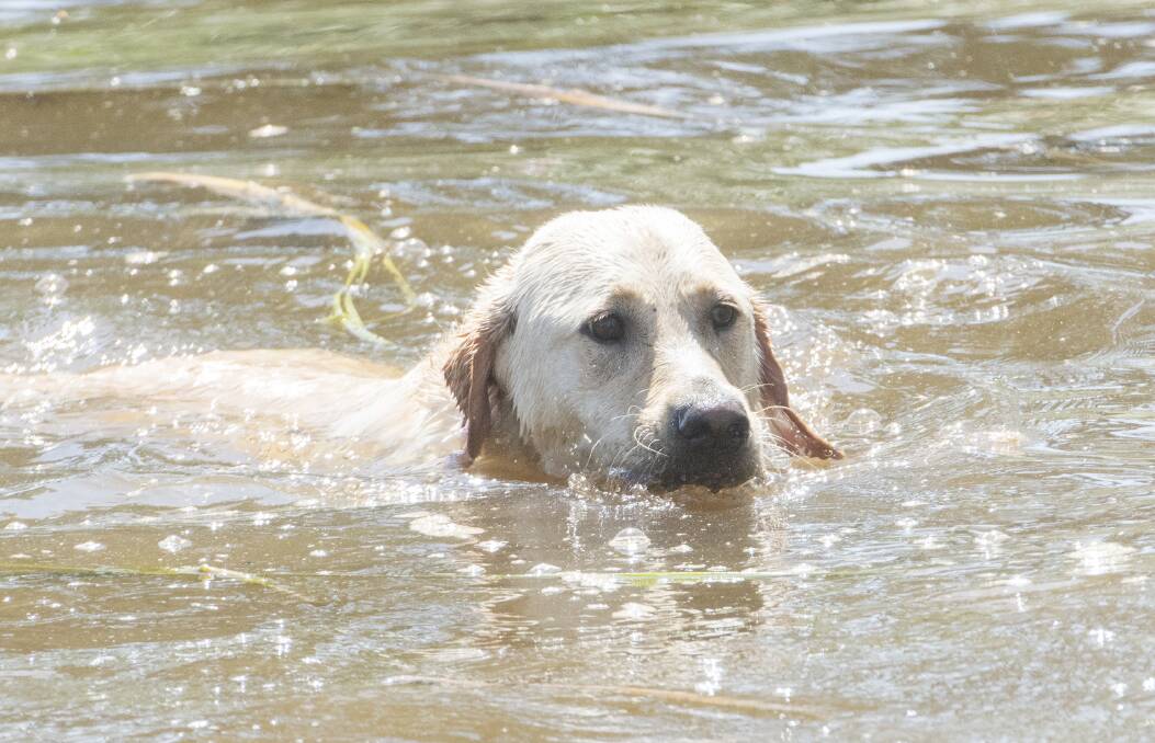 Macey cooling off at Strathdale Dog Park. Picture: DARREN HOWE