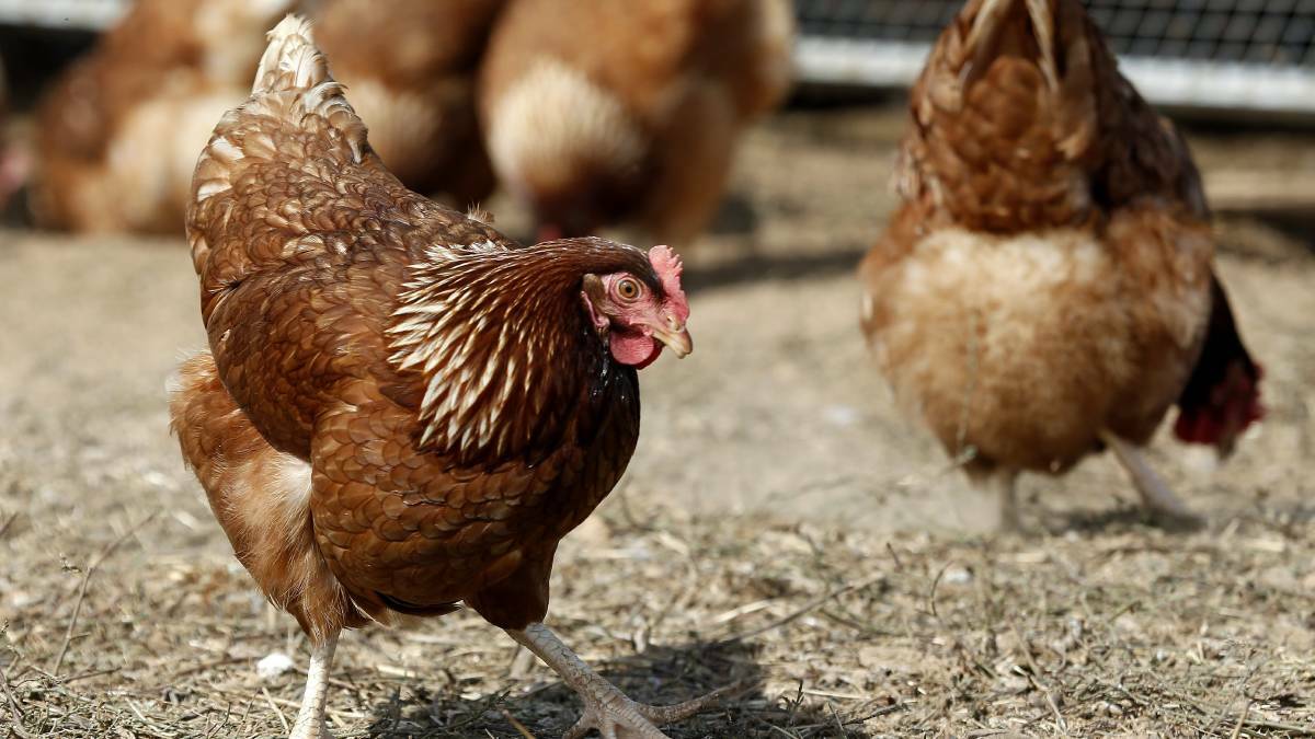 The Victorian Farmers Federation is calling for nominations for its Chicken Meat Policy Council.