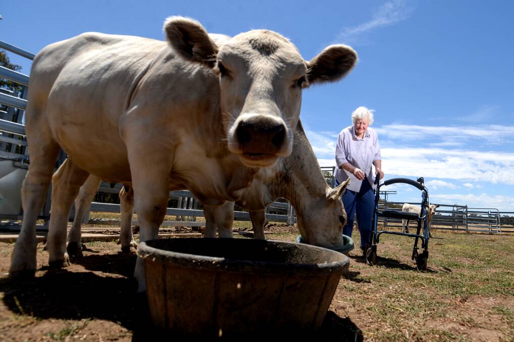 Rockyleigh Murray Grey stud owner Joan Heard with some of her cattle. Picture: DARREN HOWE