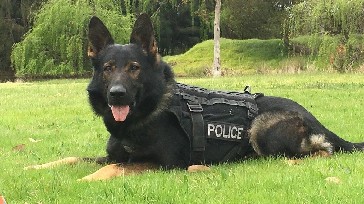 Police dog Zeus and his handler searched the area and found a man hiding in a front yard of a home. Picture by Victoria Police