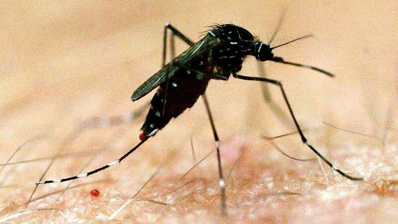 Virus detected in northern Victorian mosquitoes