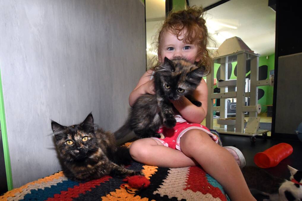 Zyon Dunlop with some kittens at the RSPCA Bendigo. Picture: NONI HYETT