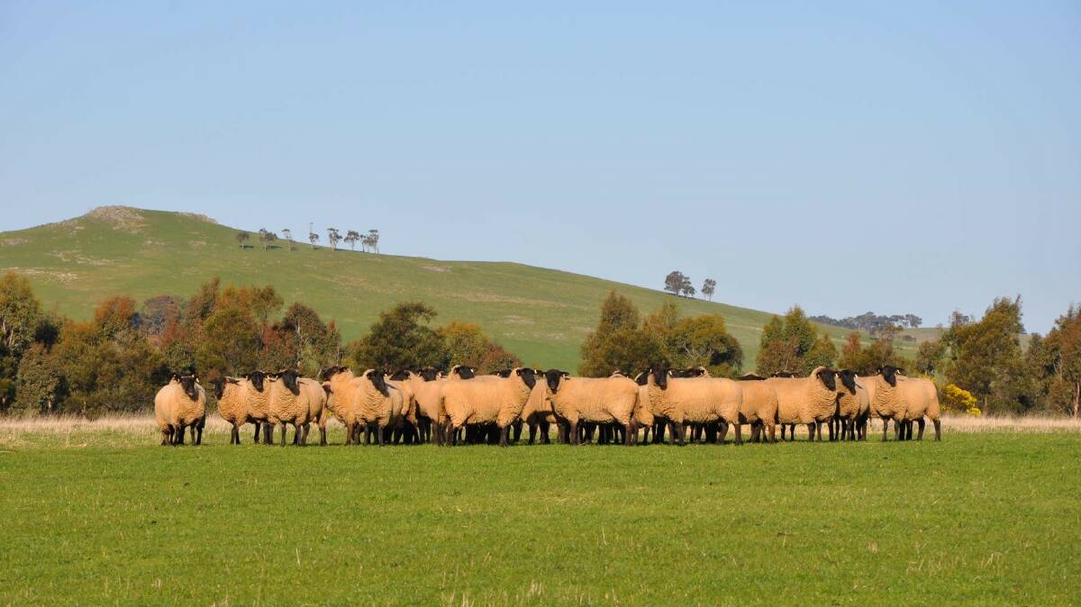Kyneton will host the largest sale of Suffolk ewes in Australia next month.