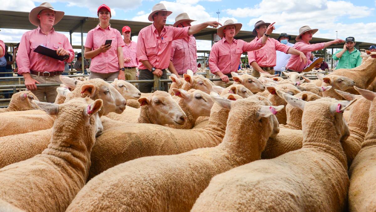 COVID-19 has wreaked havoc on sheep and lamb sales at Bendigo Livestock Exchange with yarding well down to start 2022. Picture: DARREN HOWE