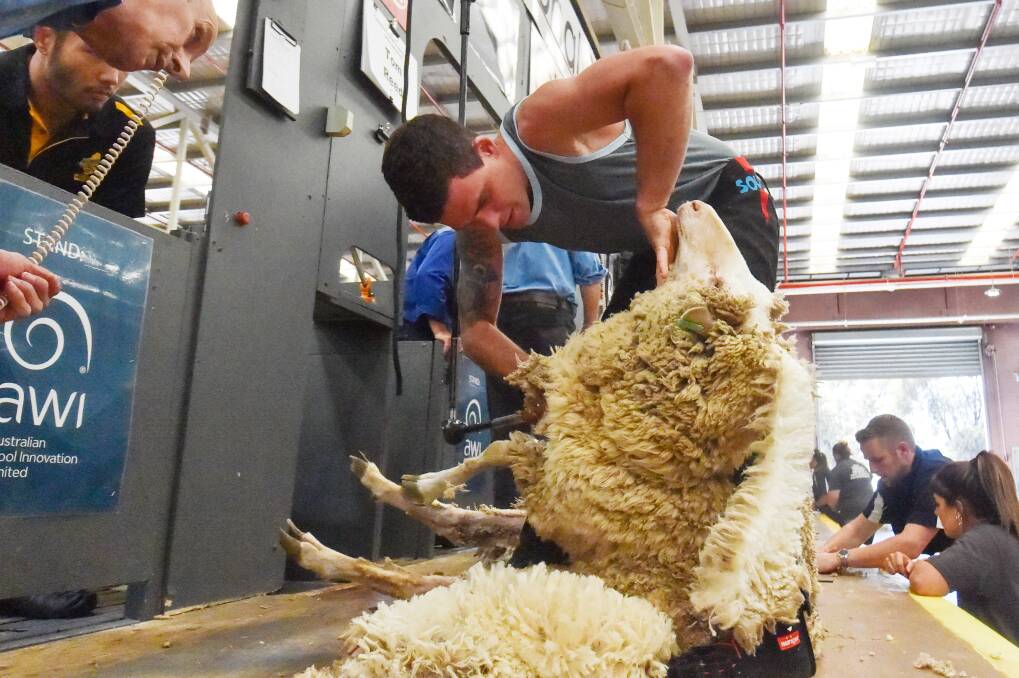 Tom Reed competes at the National Shearing and Wool Handling Championships in Bendigo on Friday. Picture by DARREN HOWE