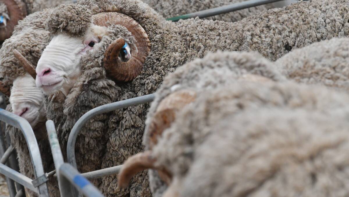 Merinos will be on show at the Loddon Valley Field Day later this month. Picture: DARREN HOWE