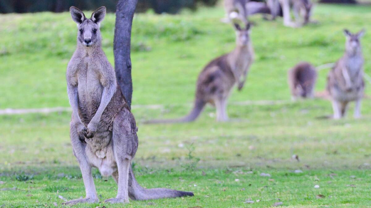 CULLED: Loddon Shire councillors would like to see more industry and jobs in the area, but have been forced to refuse an application for a kangaroo processing plant.