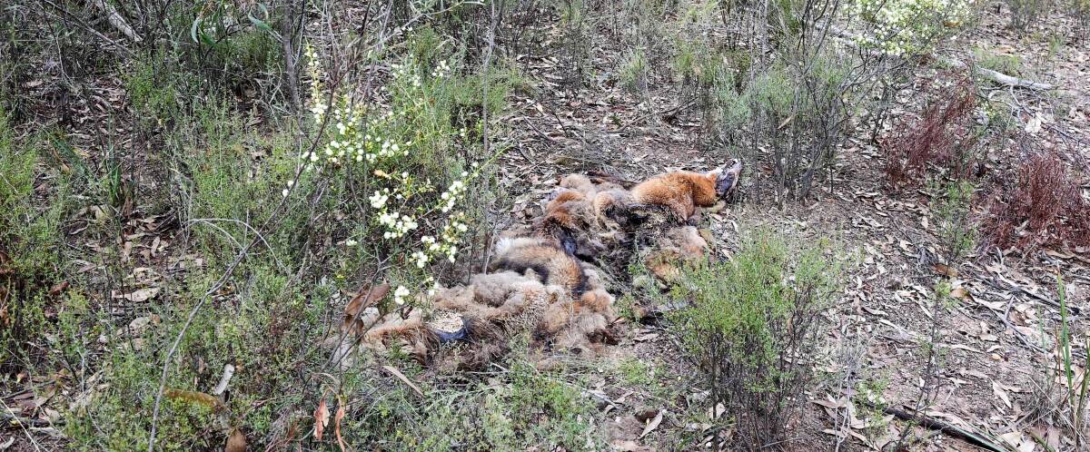 Fox carcasses dumped in Maiden Gully in 2023. Picture by David Chapman