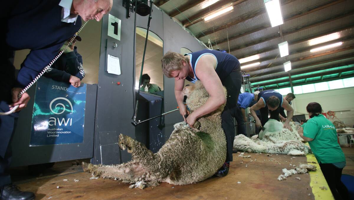 CLICK: Shearers are ready to put their skills to the test once again. Picture: GLENN DANIELS