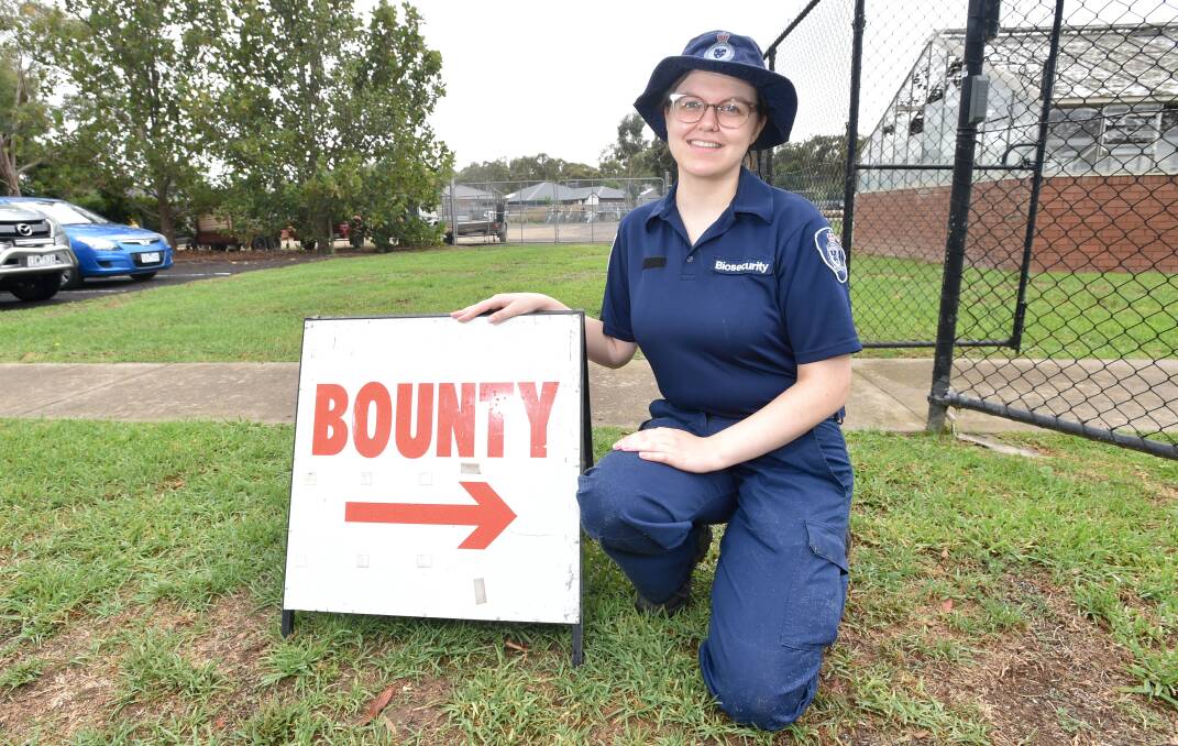 FOX HUNT: Agriculture Victoria biosecurity worker Harriert Kulich was busy counting up the 892 fox scalps collected at Bendigo on Tuesday. Picture: NONI HYETT