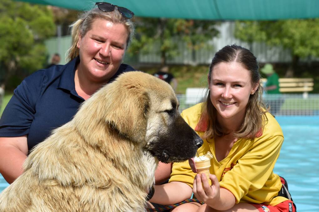 Tibetan Mastiff: Rhino the therapy dog who visits children in hospital to comfort them is enjoying a puppy-chino at Golden Square Pool. Picture: NONI HYETT