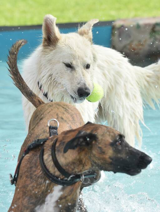 Having fun: dogs took to the pool on Sunday. Picture: NONI HYETT