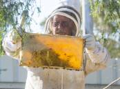 LOCAL BEES: Tom Cherry attending to one of his hives. Picture: DARREN HOWE