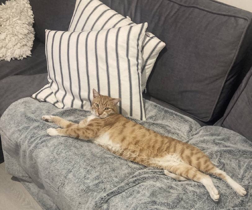 At home: Cheezel the cat on his electric blanket. Picture: supplied 