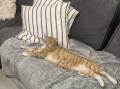 At home: Cheezel the cat on his electric blanket. Picture: supplied 