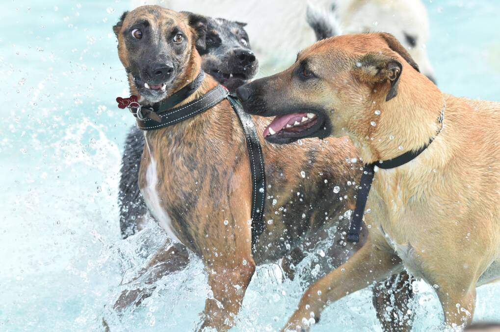 Horse play: dogs having fun in the water. Picture: NONI HYETT
