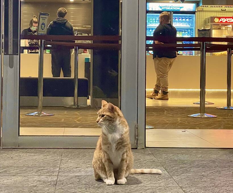 Cinema greeter (unofficial): handsome ginger cat. Picture used with permission: JACKSON WHYTE 