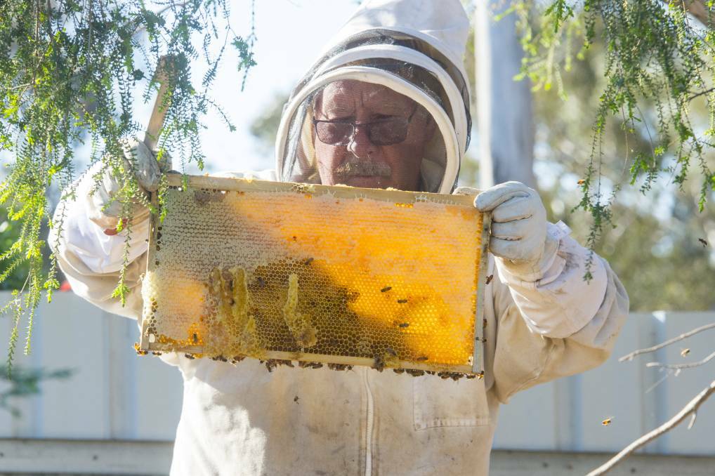 INSPECT: Tom Cherry attending to one of his hives in central Victoria.. Picture: DARREN HOWE

