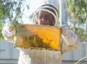 INSPECT: Tom Cherry attending to one of his hives in central Victoria.. Picture: DARREN HOWE
