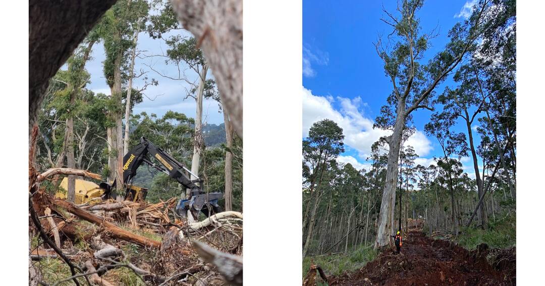 Photos of the salvage operation in Wombat State Forest. Picture: SUPPLIED