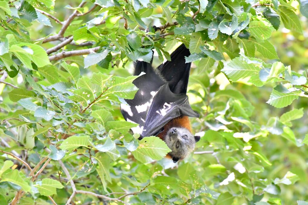 The flying foxes have been a divisive issue in the central Victorian city. Picture: NONI HYETT