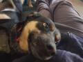 Bendigo dog whisperer overcomes obstacles to launch training business