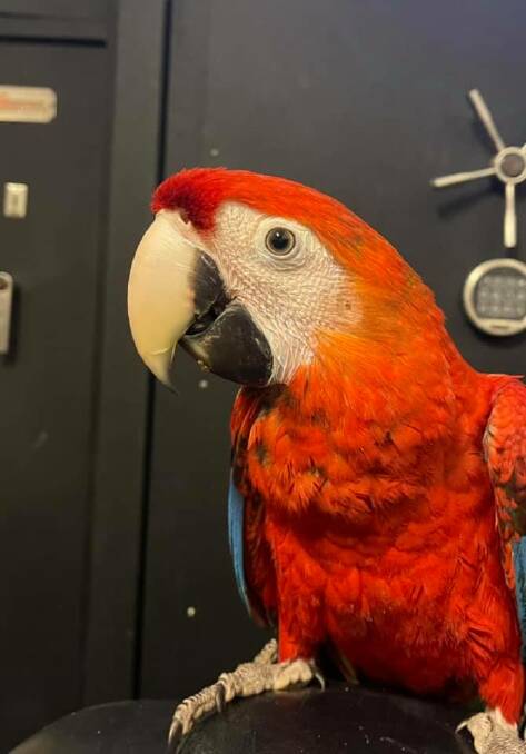 Brenda the red macaw, who is Bruce's fiancee. Photo courtesy of Maldon Takeaway.