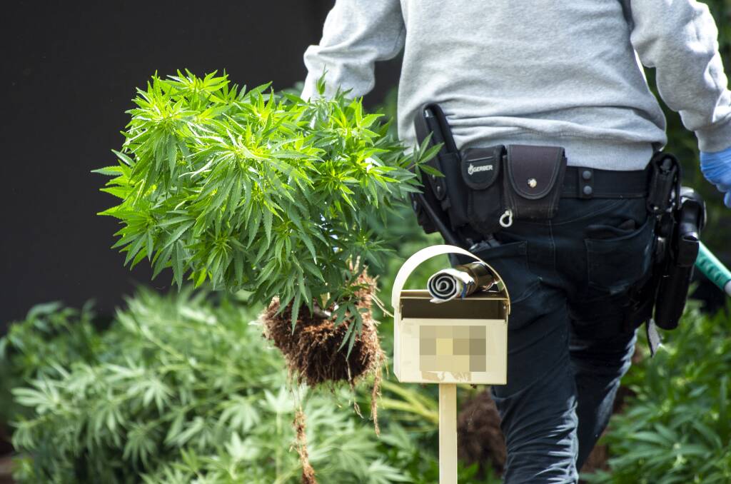 An officer carries a cannabis plant during a raid on a Bendigo grow house in August 2020. Picture by Darren Howe