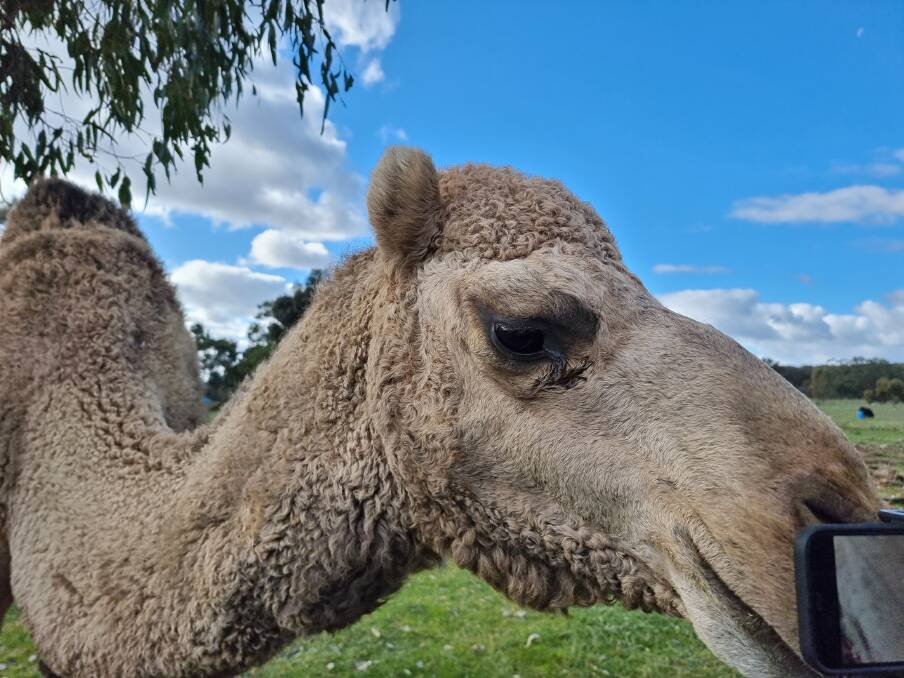 HUMP DAY: Camels are curious creatures and loveable and cuddly when tame. Picture: Lucy Williams 