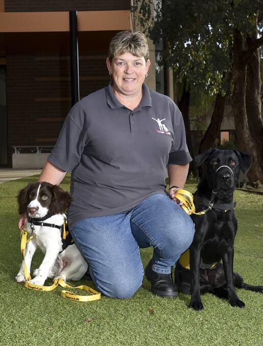 SERVICE: Doug and Ari are two of the dog-cohort that Bendigo families could foster with Dogs For Life. Picture: NONI HYETT 