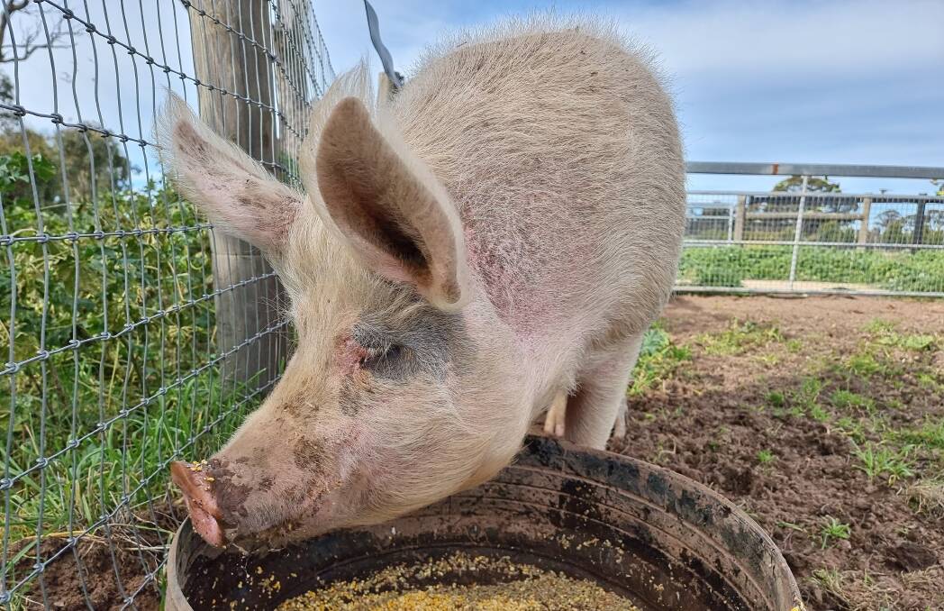 DISEASE RISK: The detection of foot-and-mouth and African Swine Fever disease fragments poses a real threat to pigs, cattle, sheep and goats in Australia. Picture: LUCY WILLIAMS 